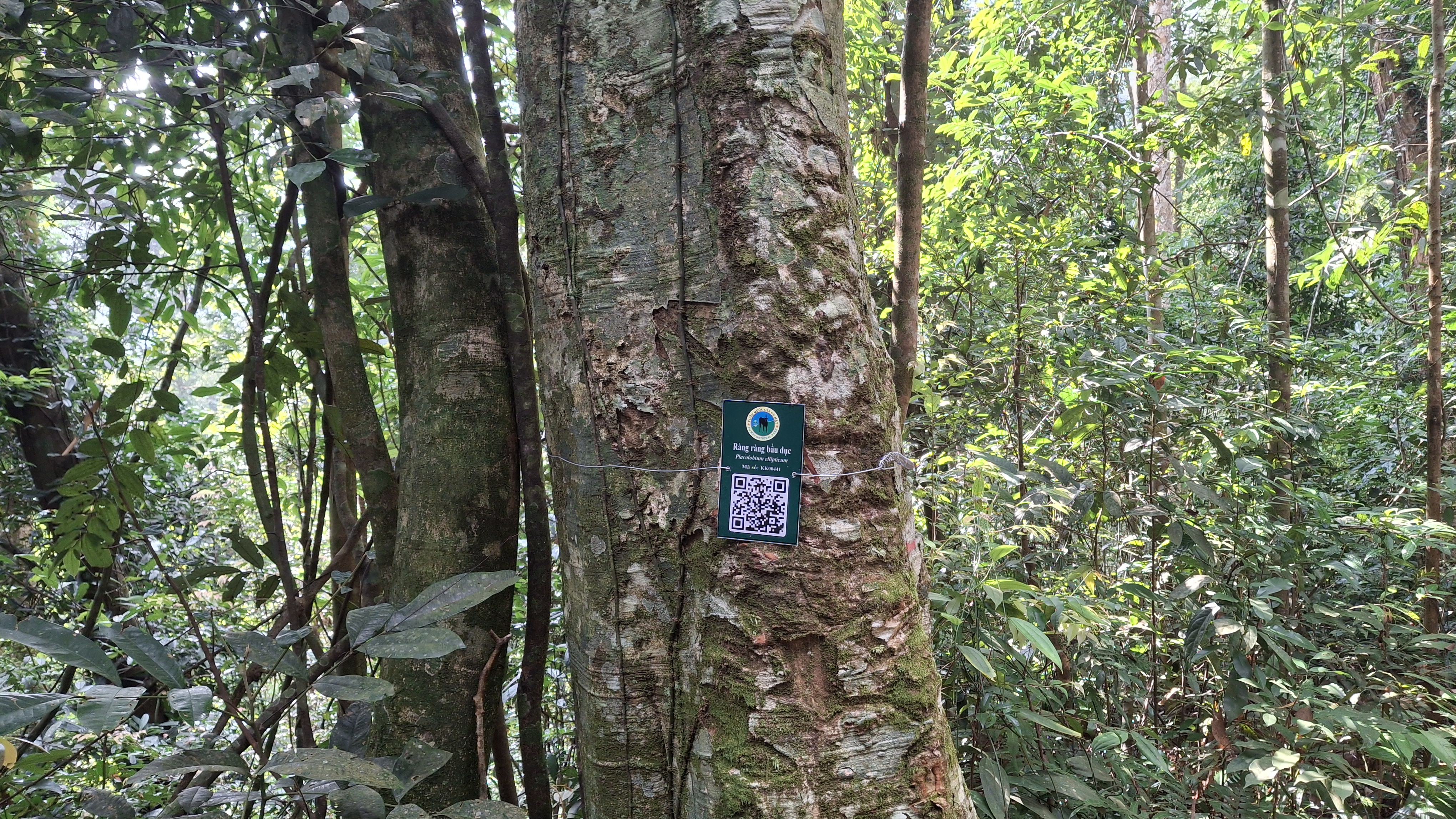 Ràng ràng bầu dục