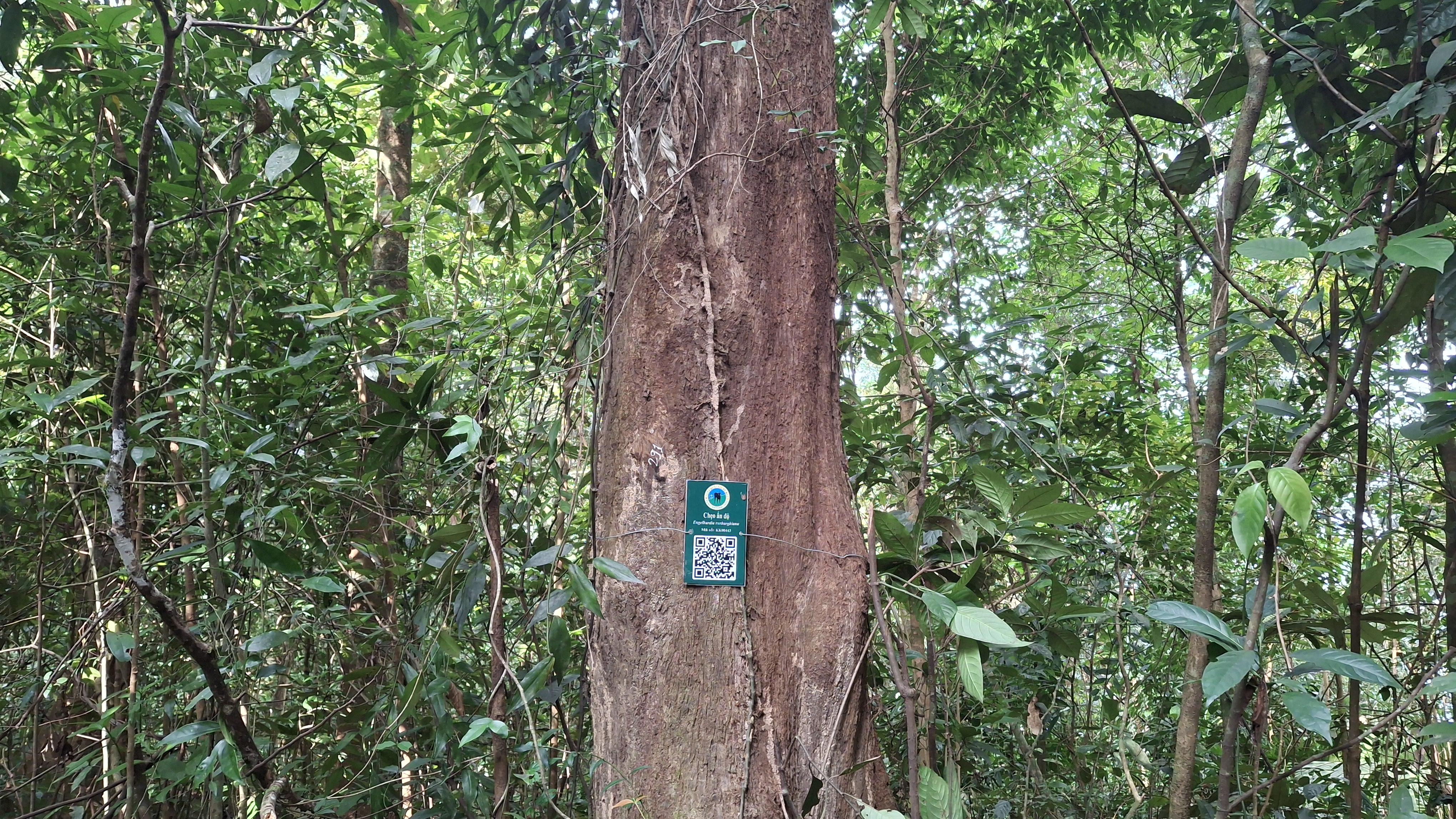 Chẹo ấn độ