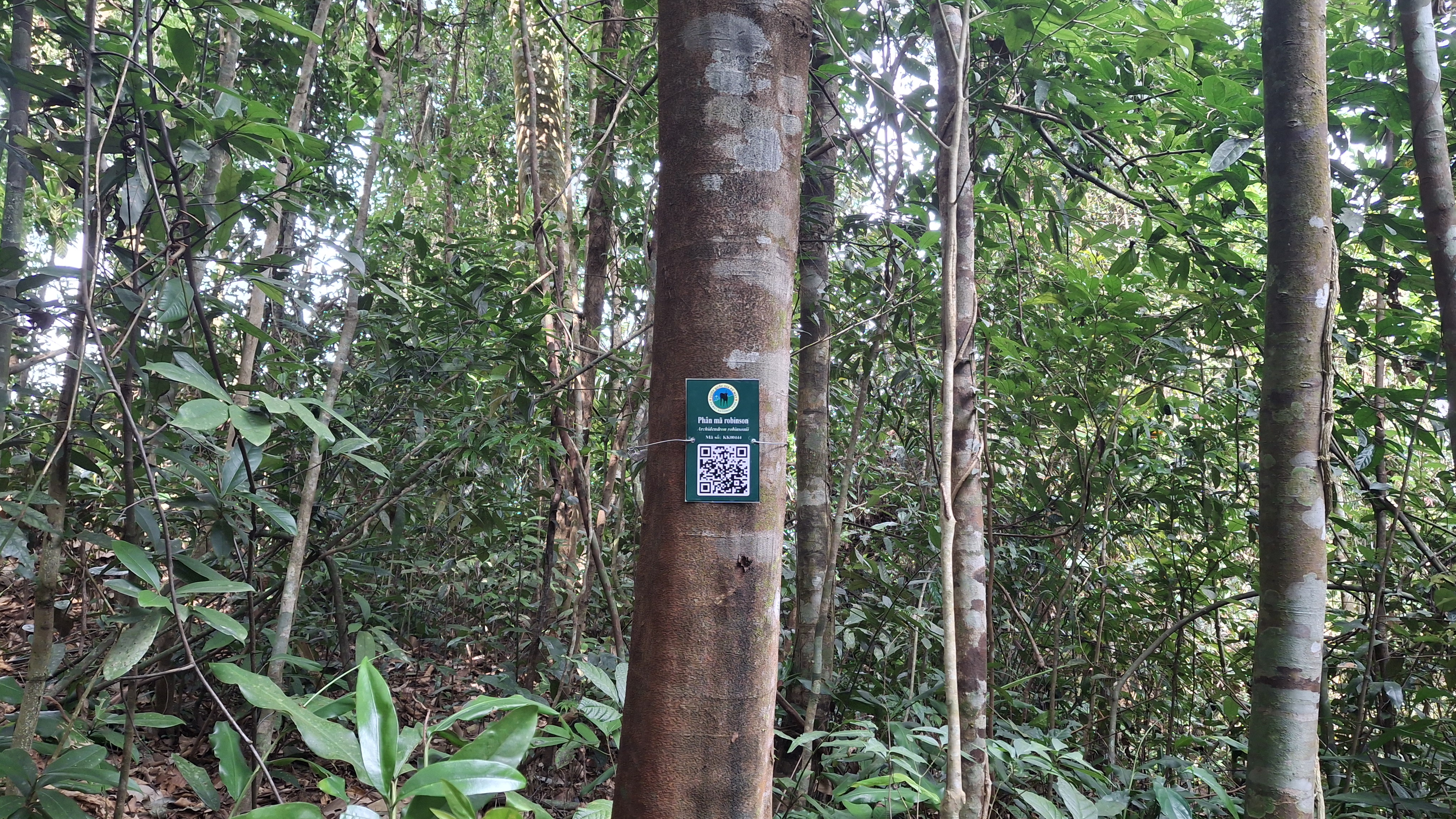 Phân mã robinson