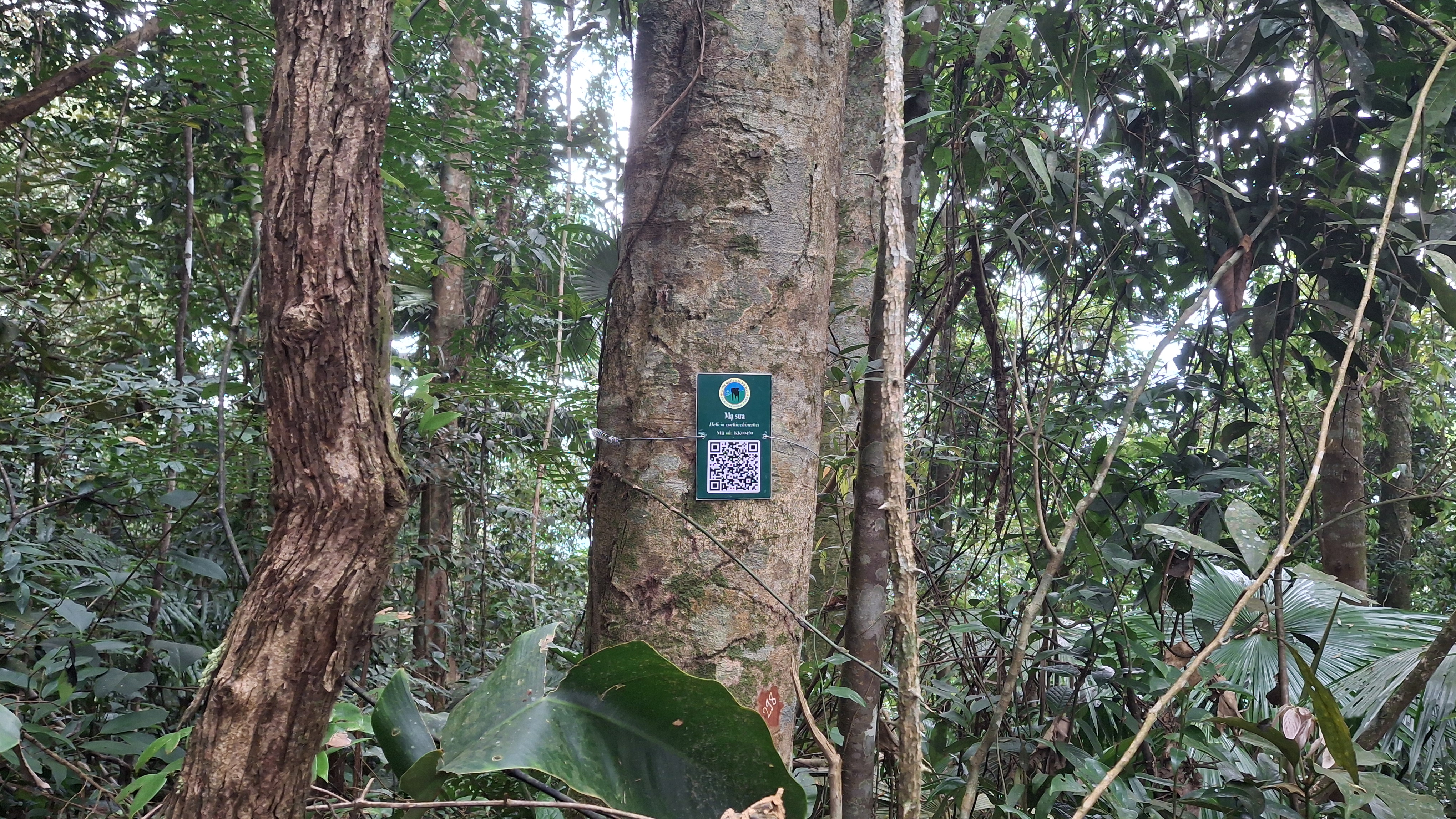 Mạ sưa