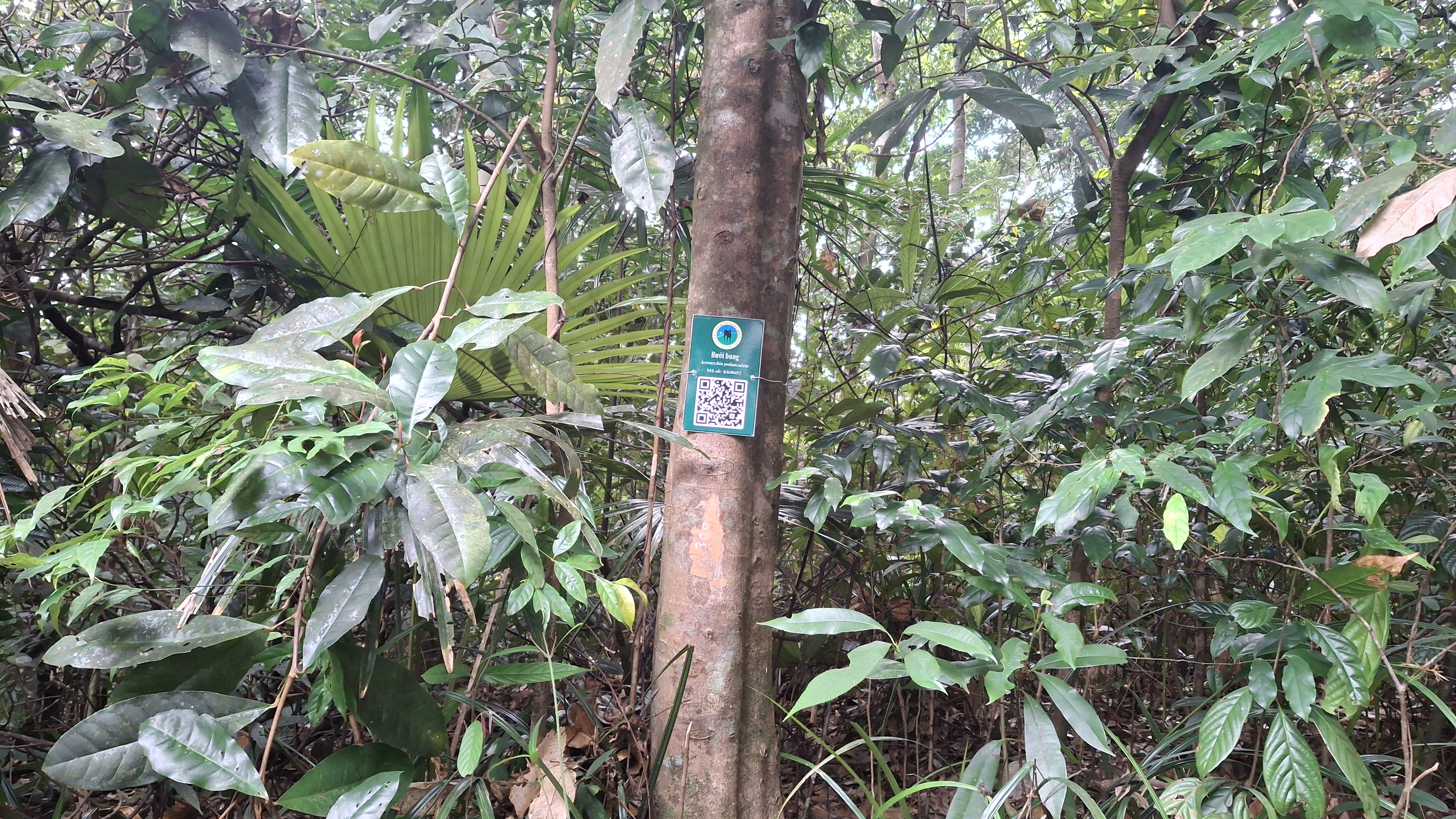 Bưởi bung
