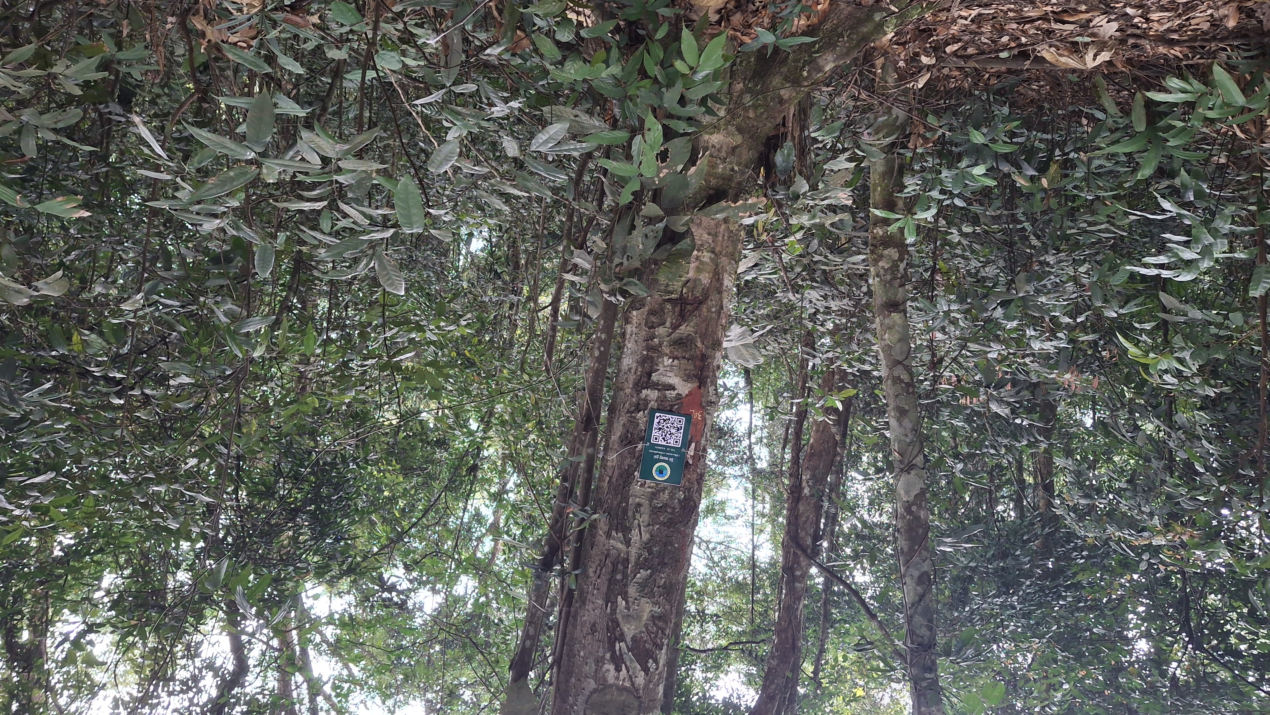 Dẻ mang gai