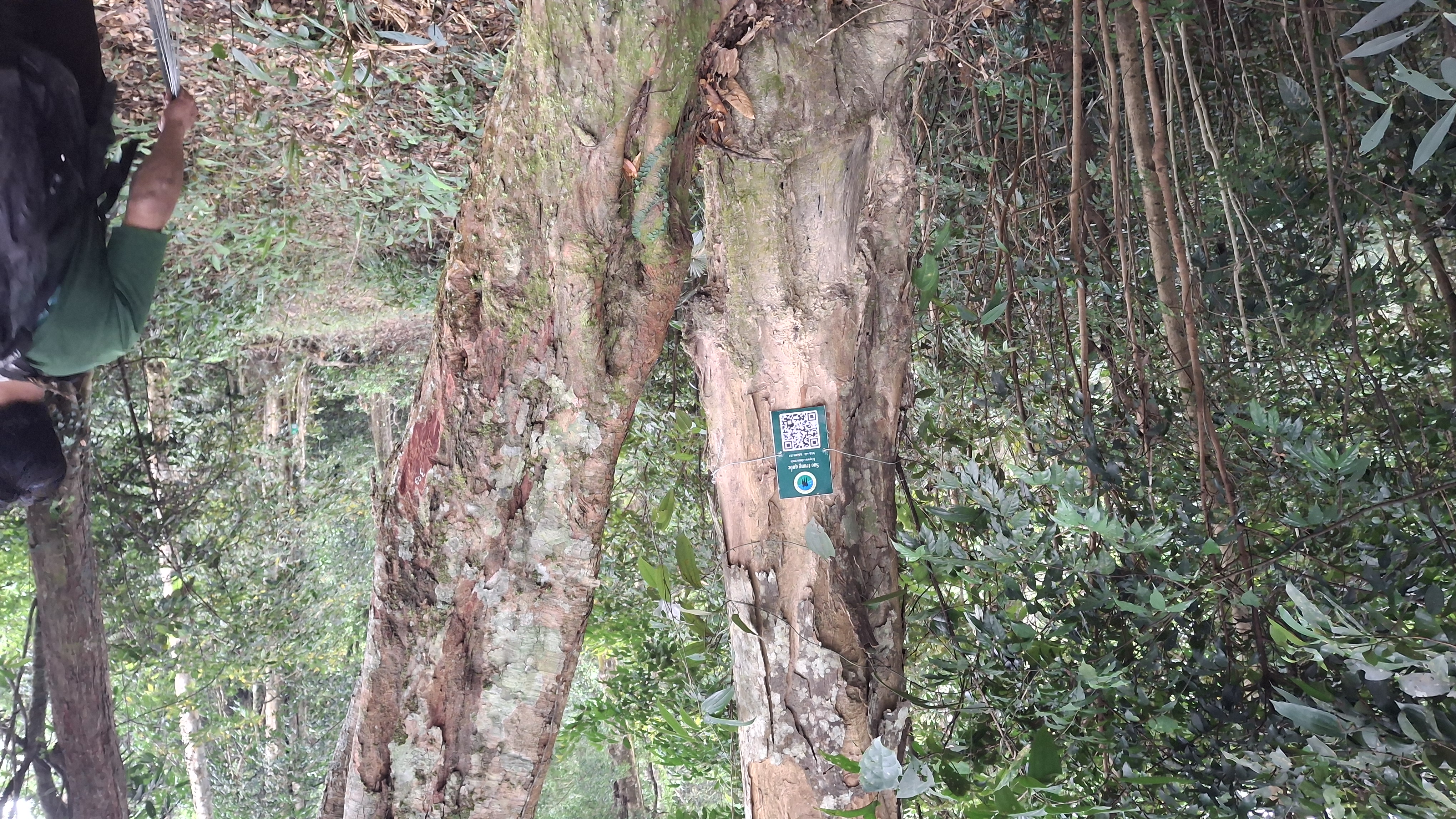 Sao trung quốc