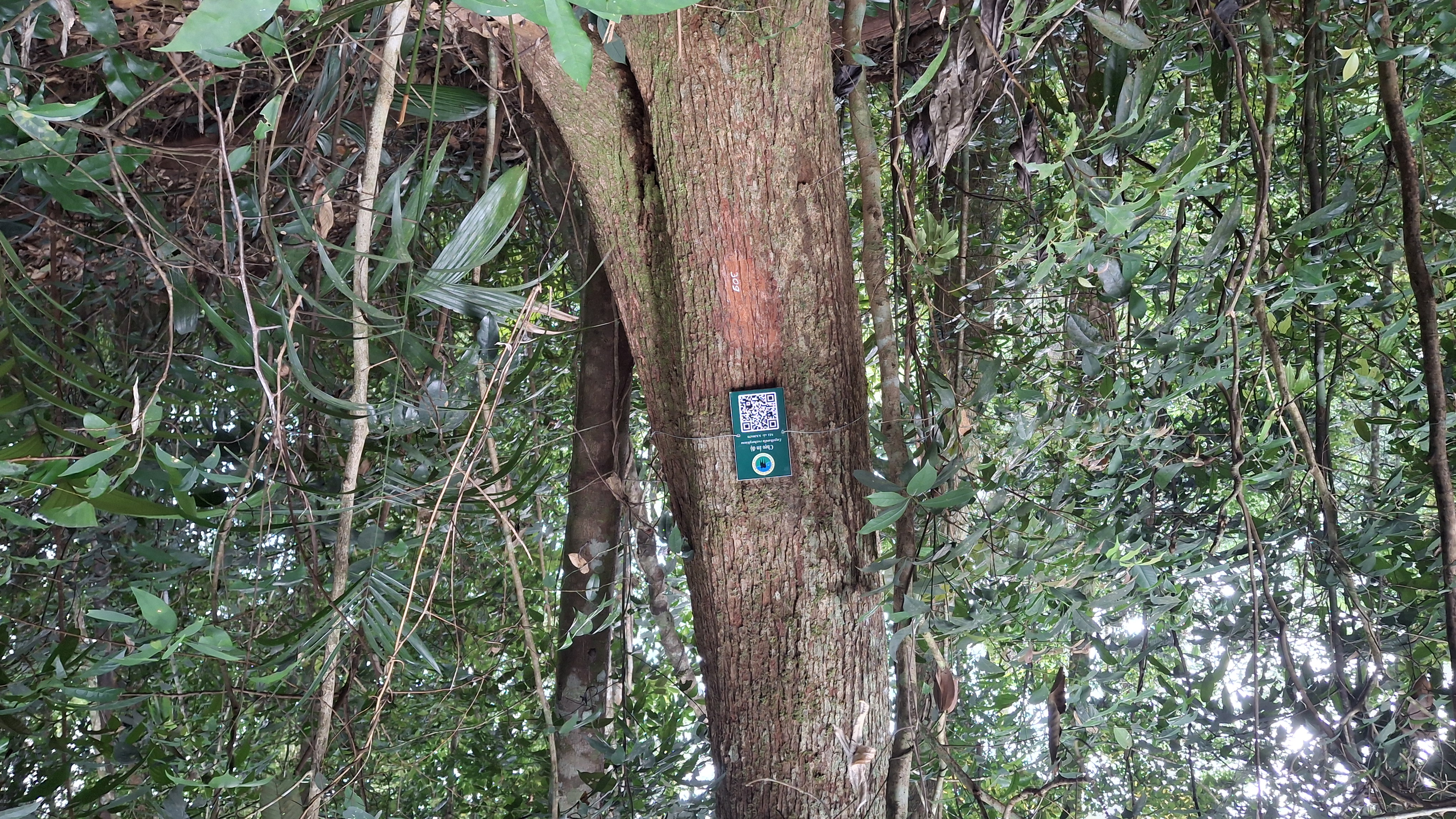 Chẹo ấn độ