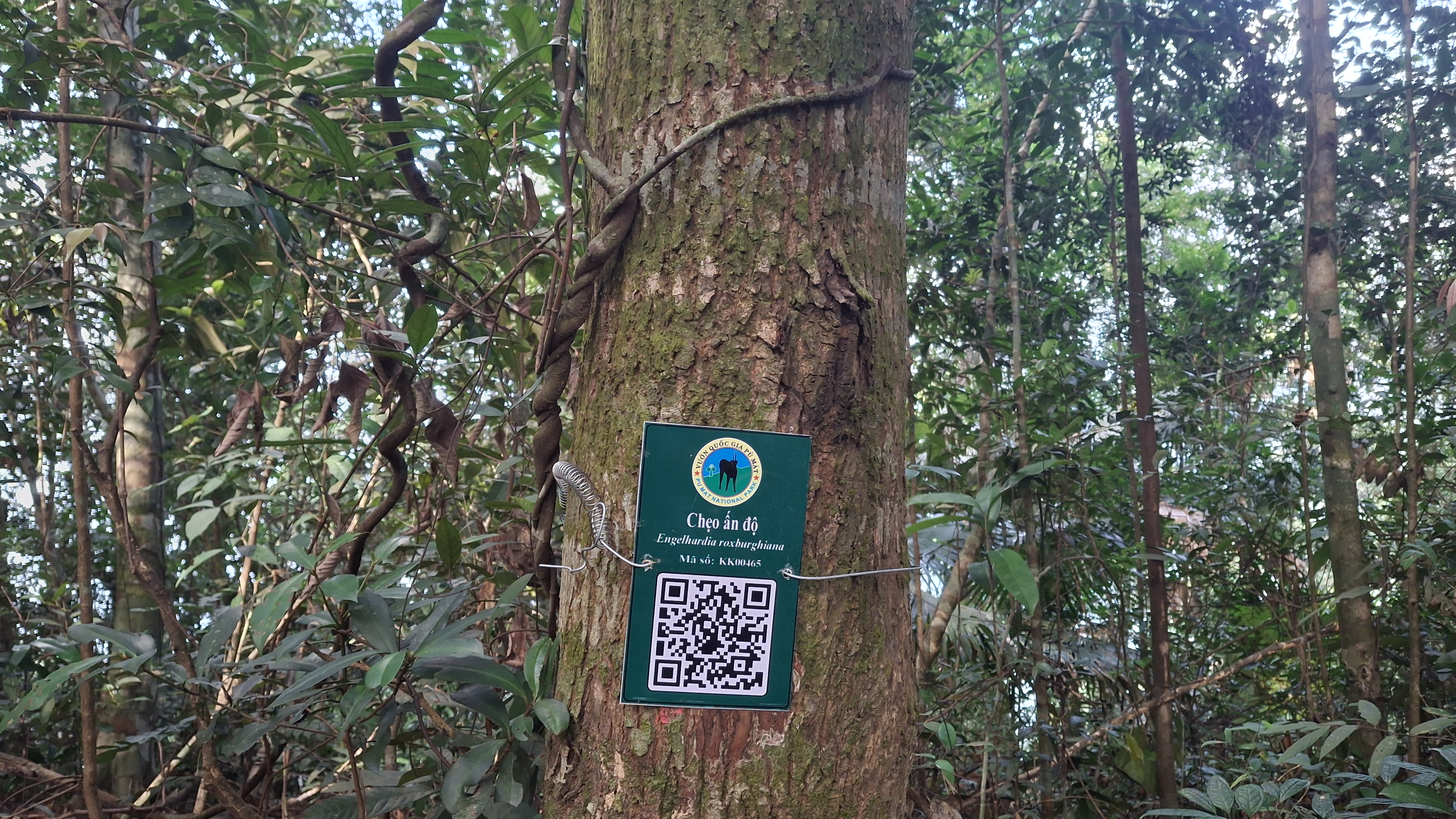 Chẹo ấn độ