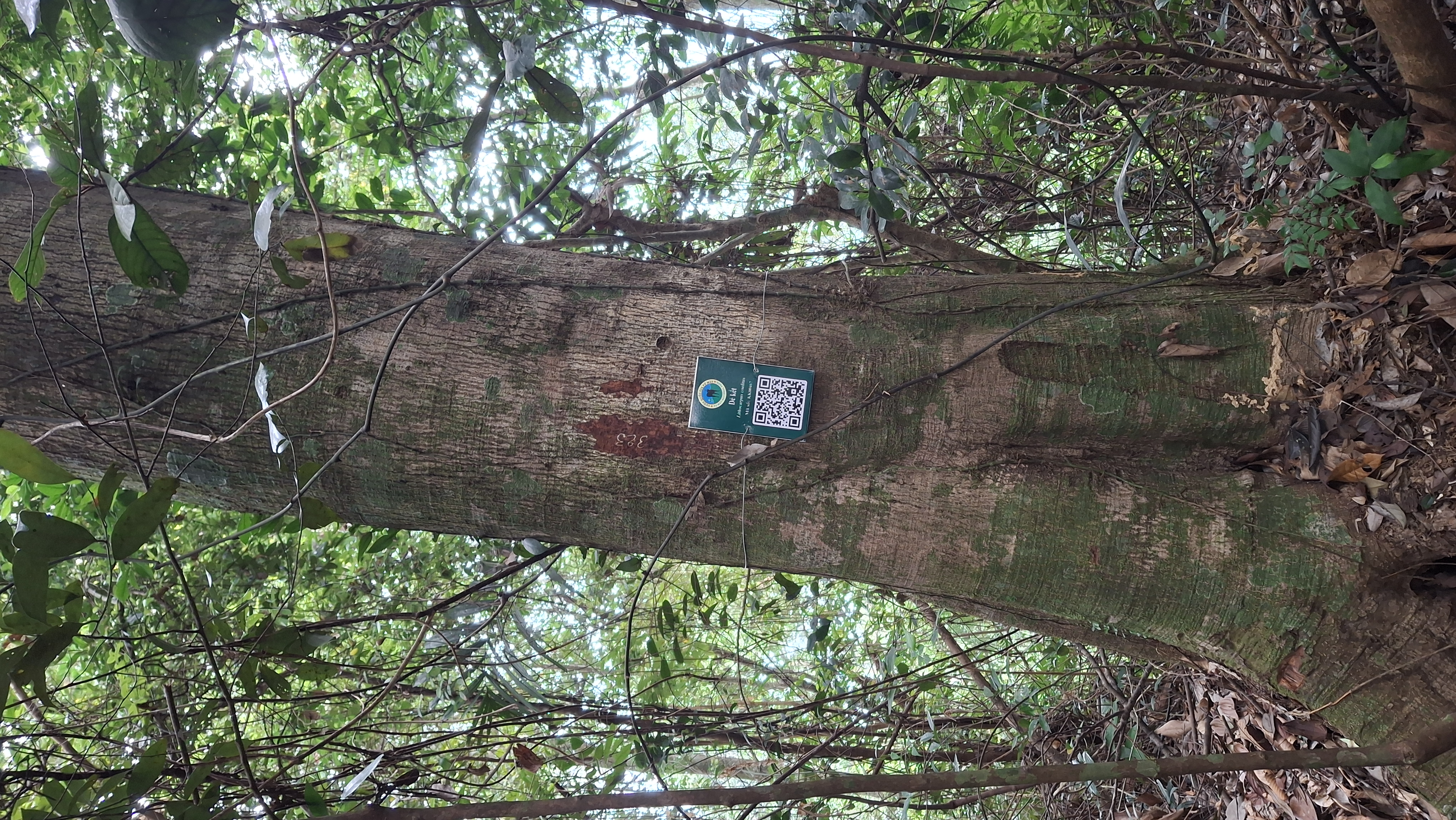 Dẻ kết