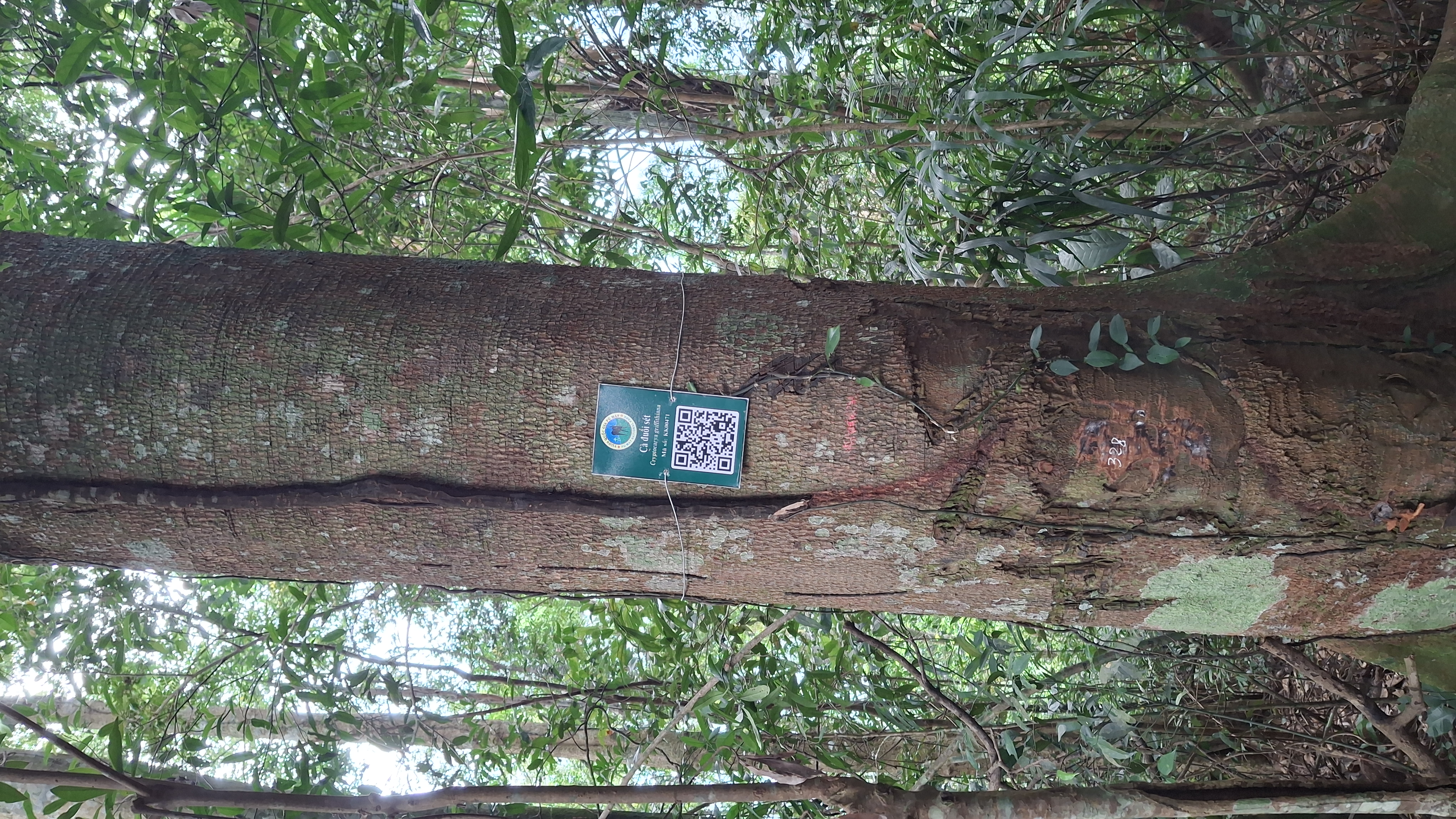 Cà đuối sét