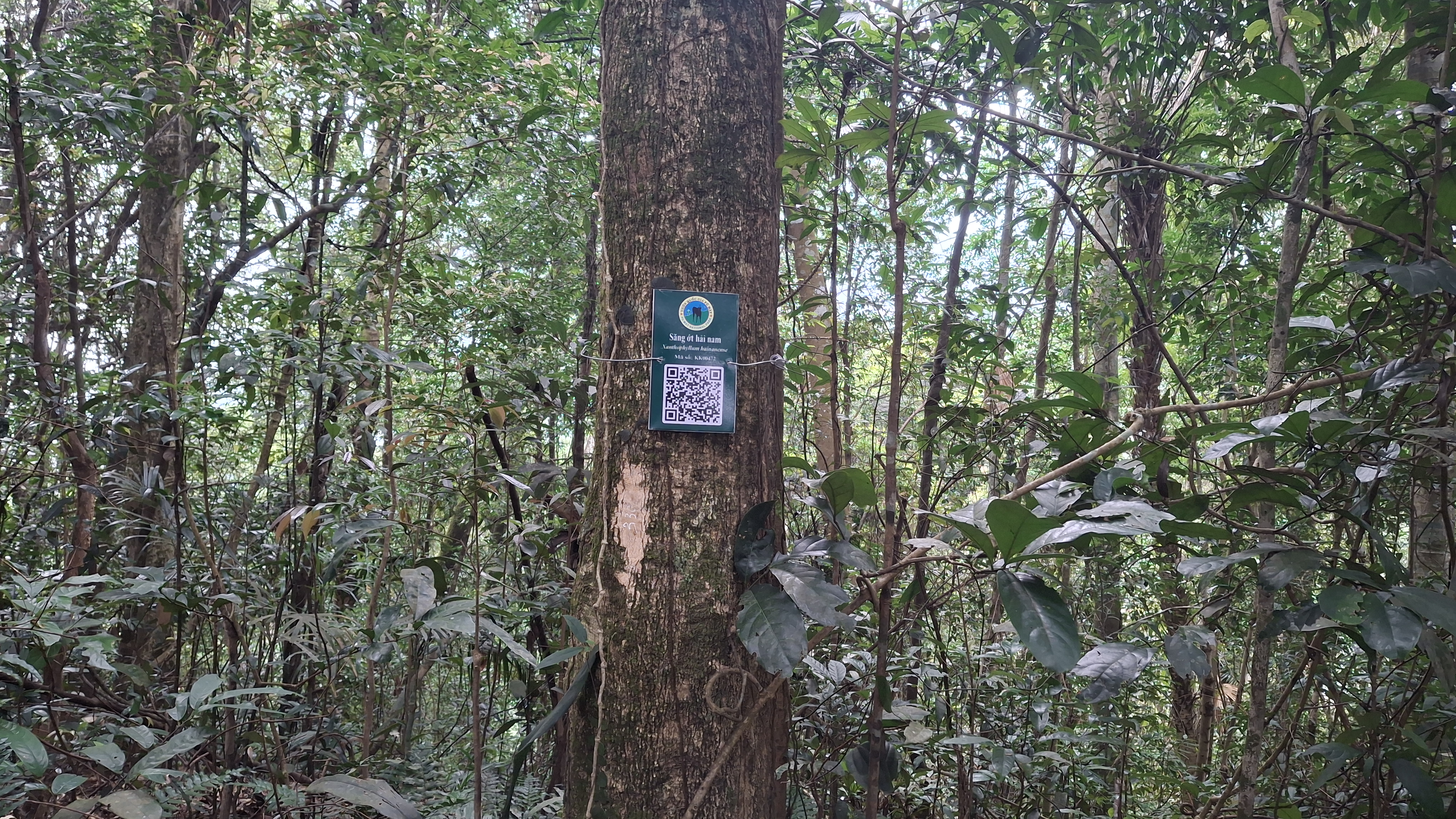 Săng ớt hải nam