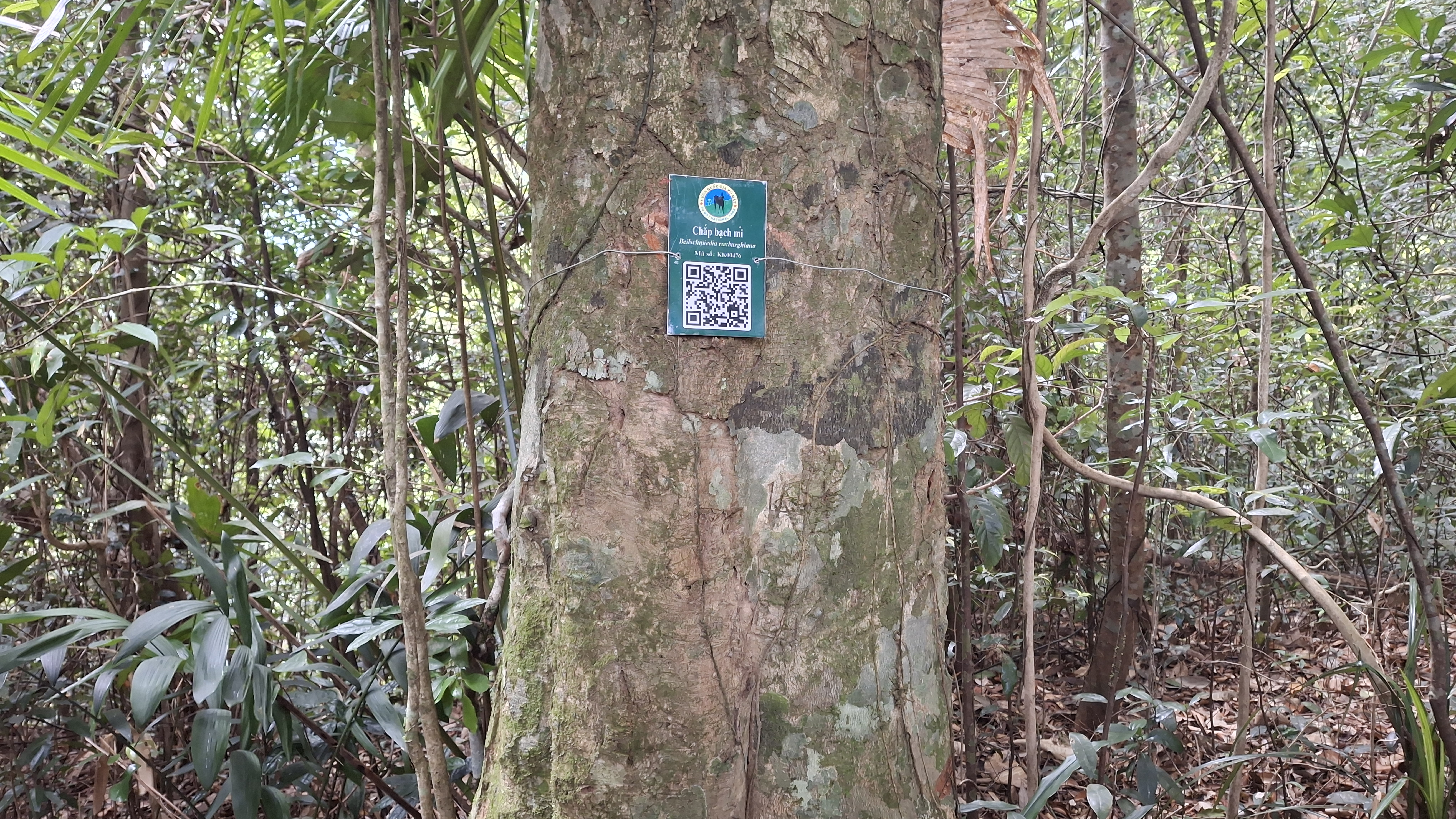 Chắp bạch mi