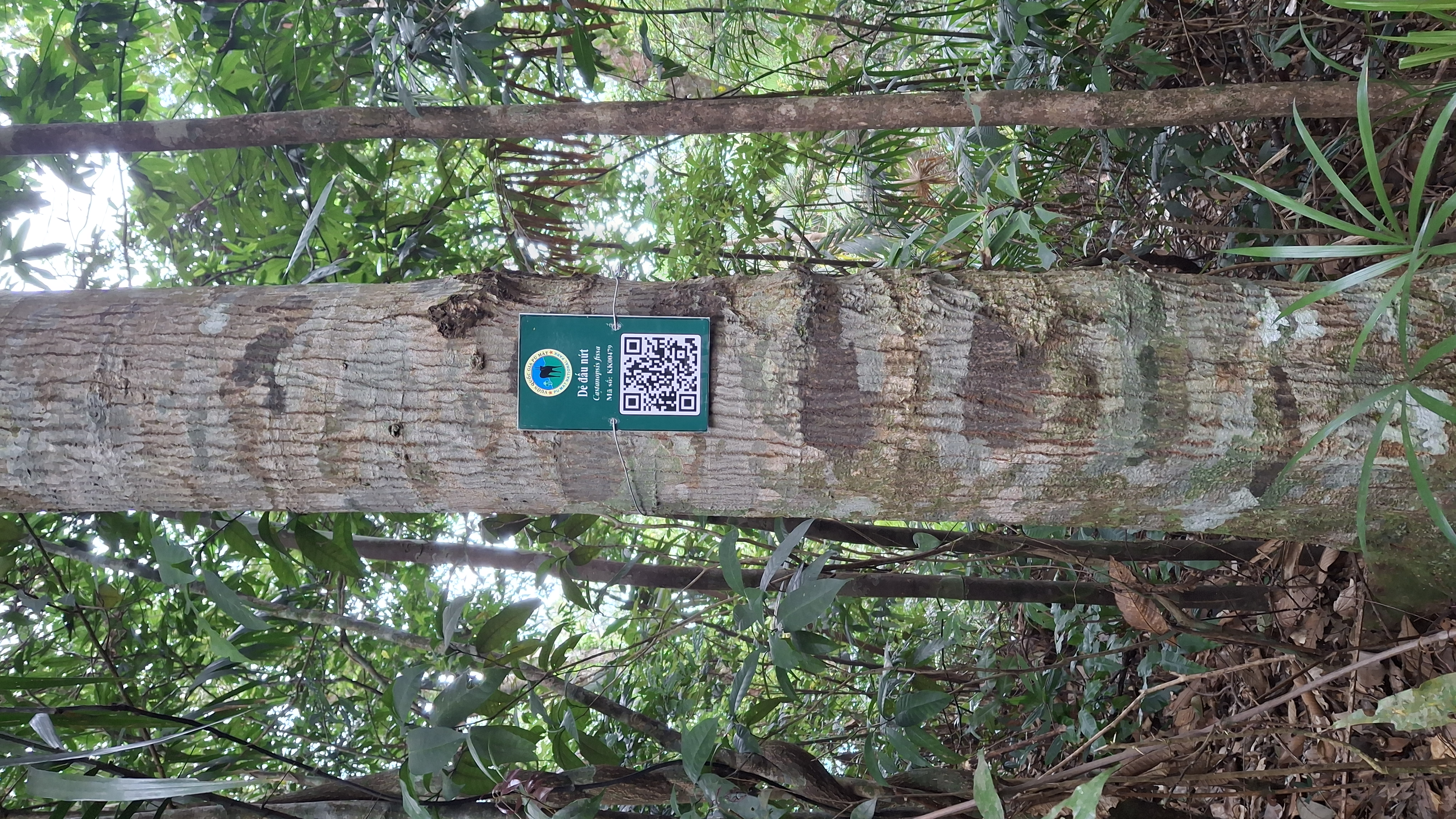 Dẻ đấu nứt