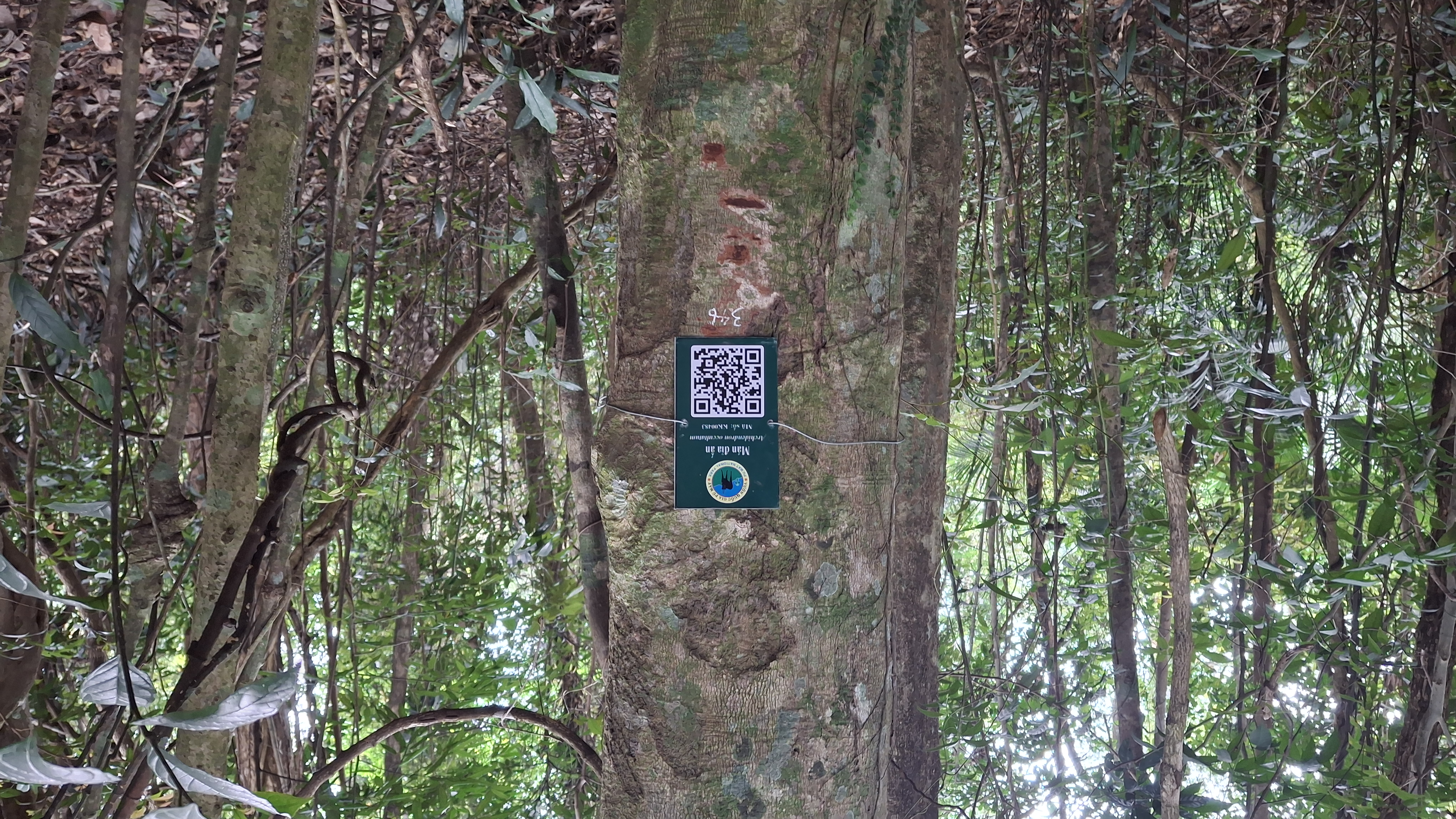 Mán đỉa ấn