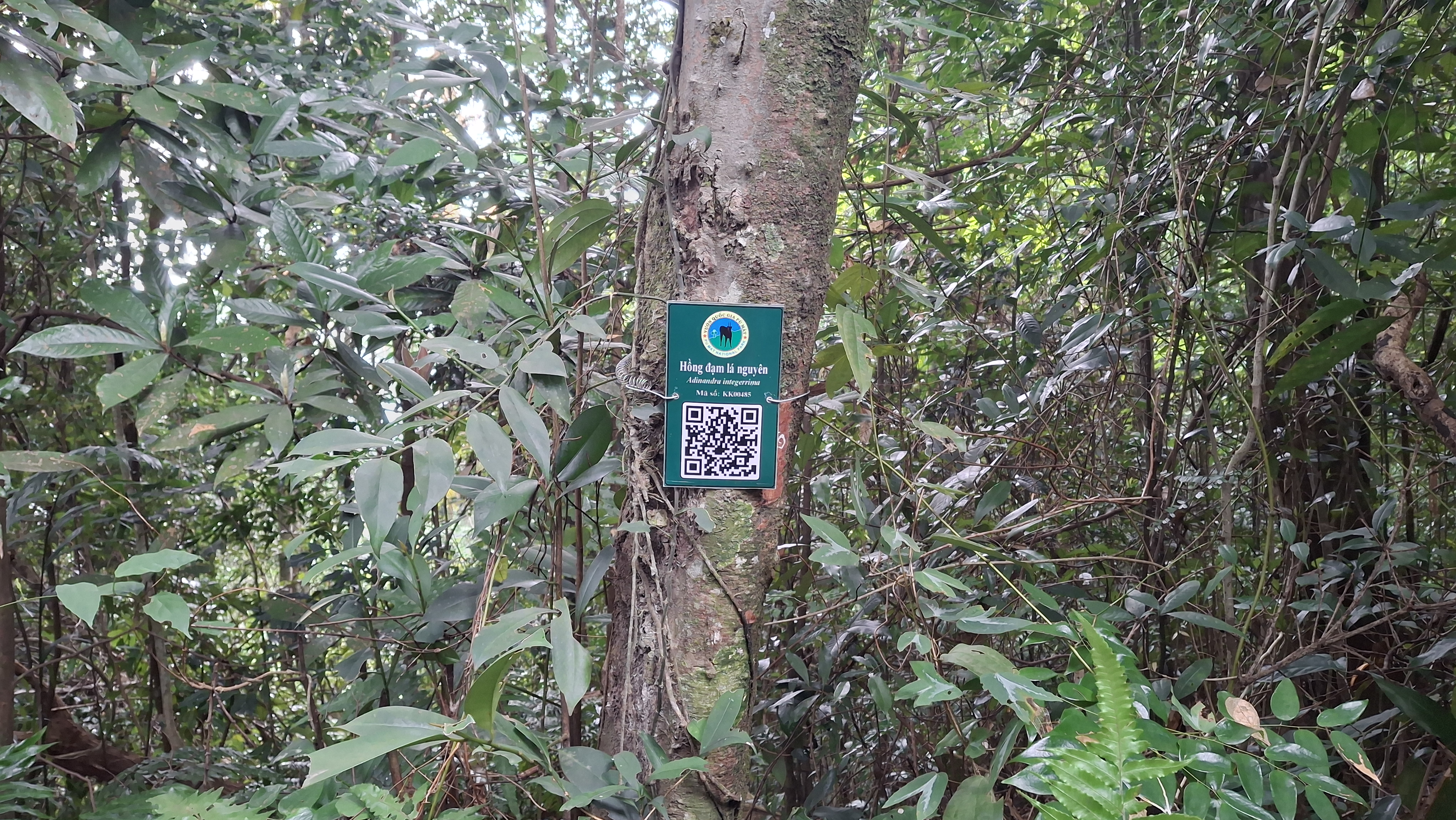 Hồng đạm lá nguyên