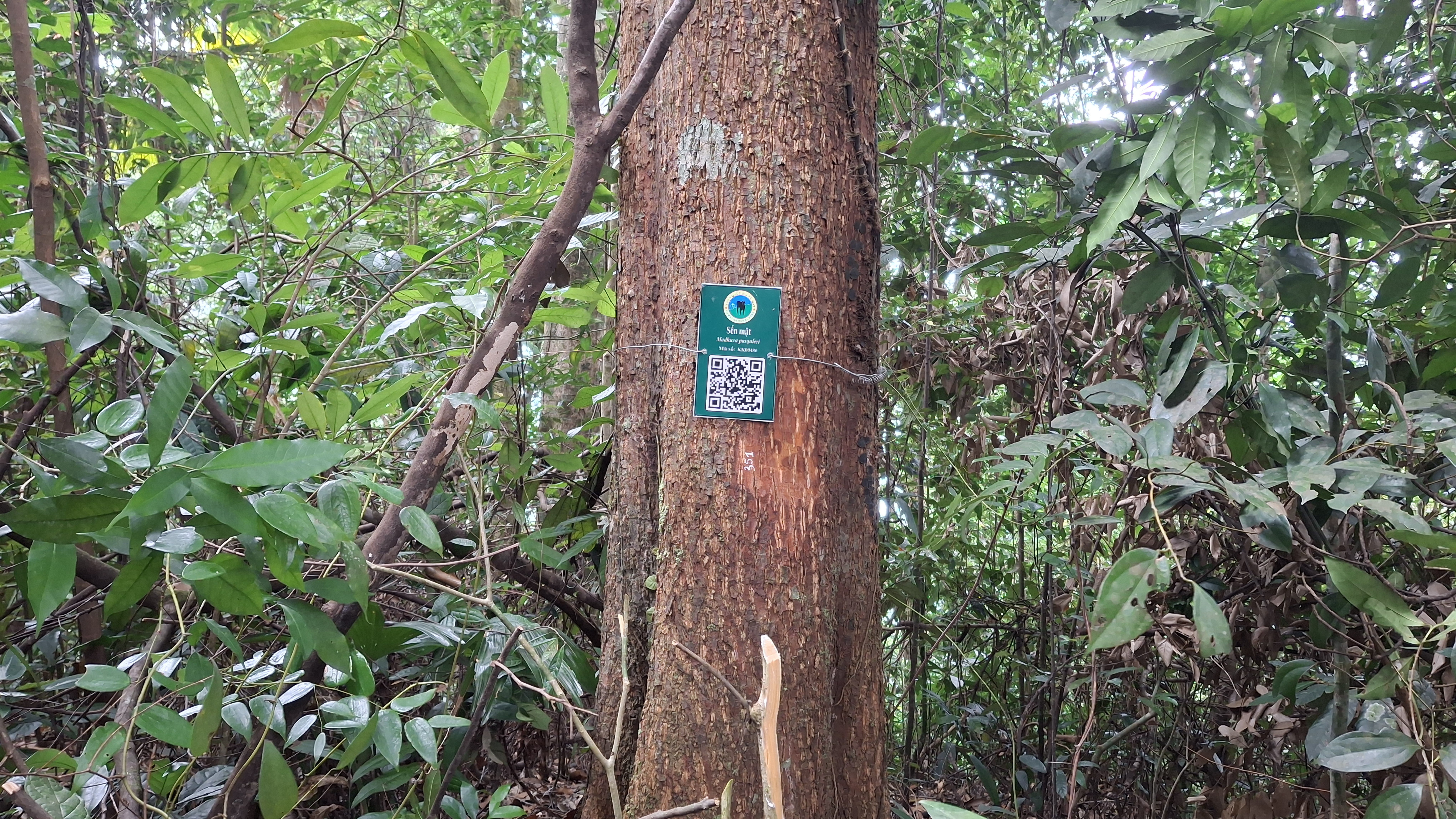 Sến mật