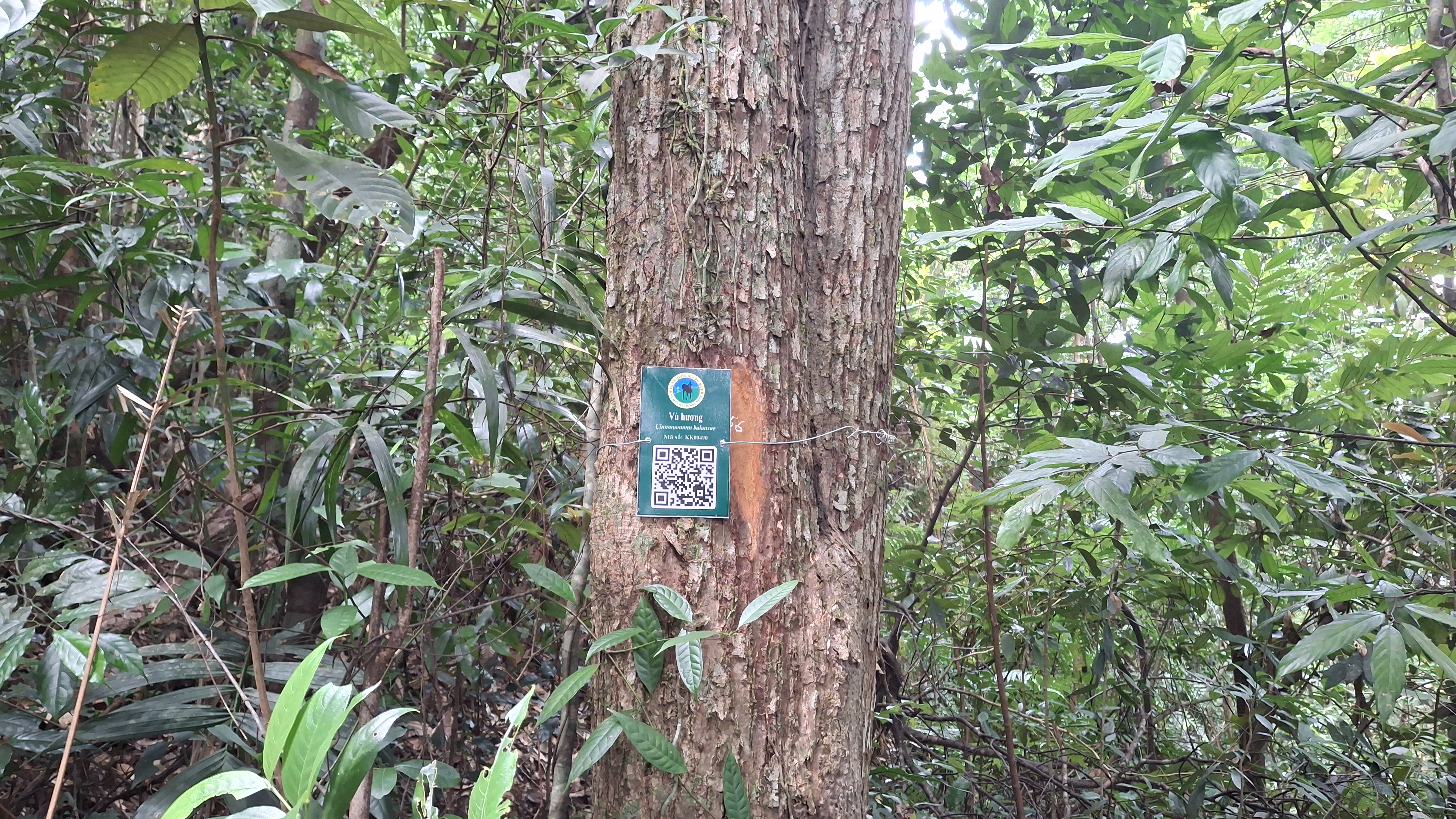 Vù hương