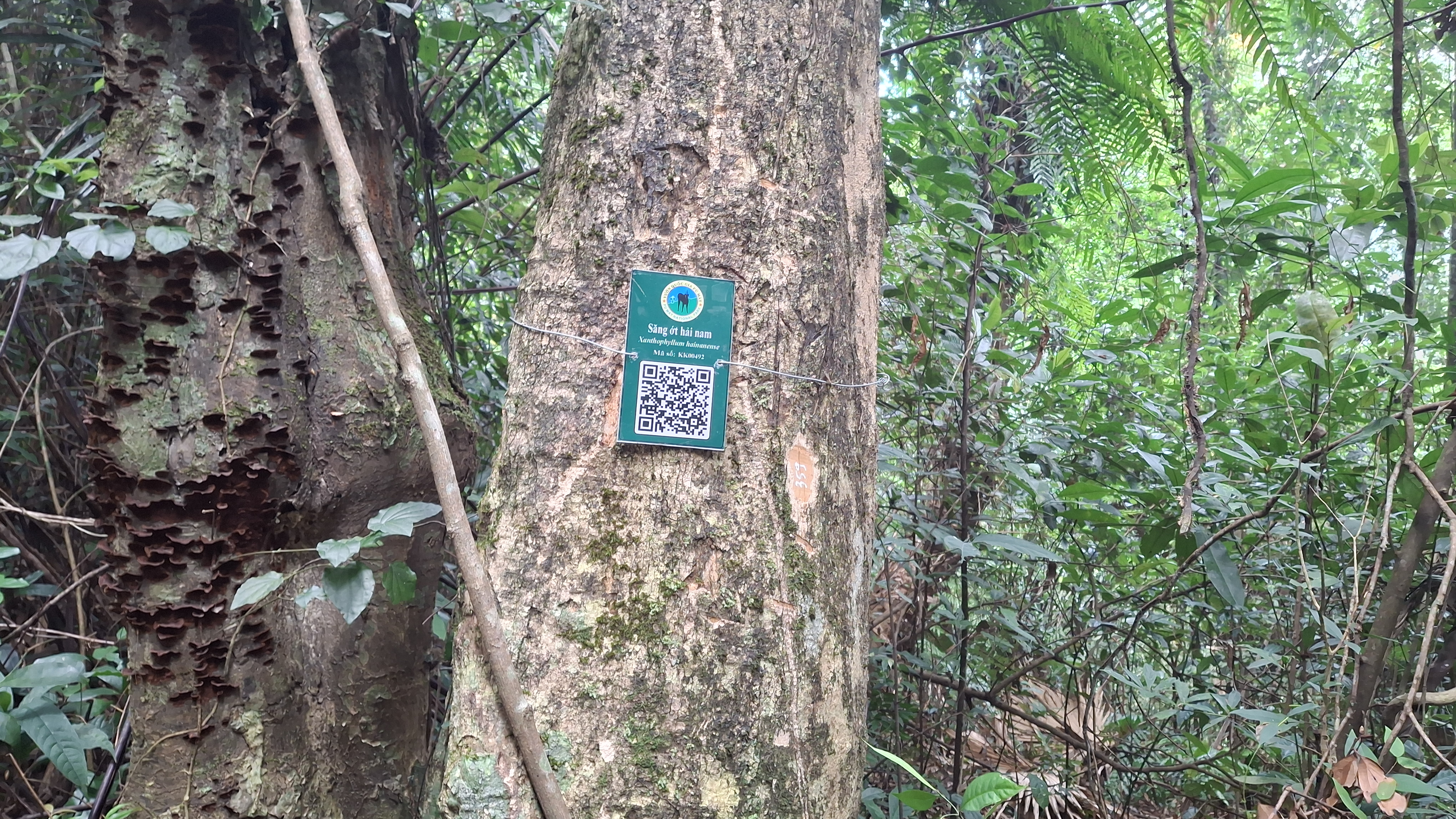Săng ớt hải nam