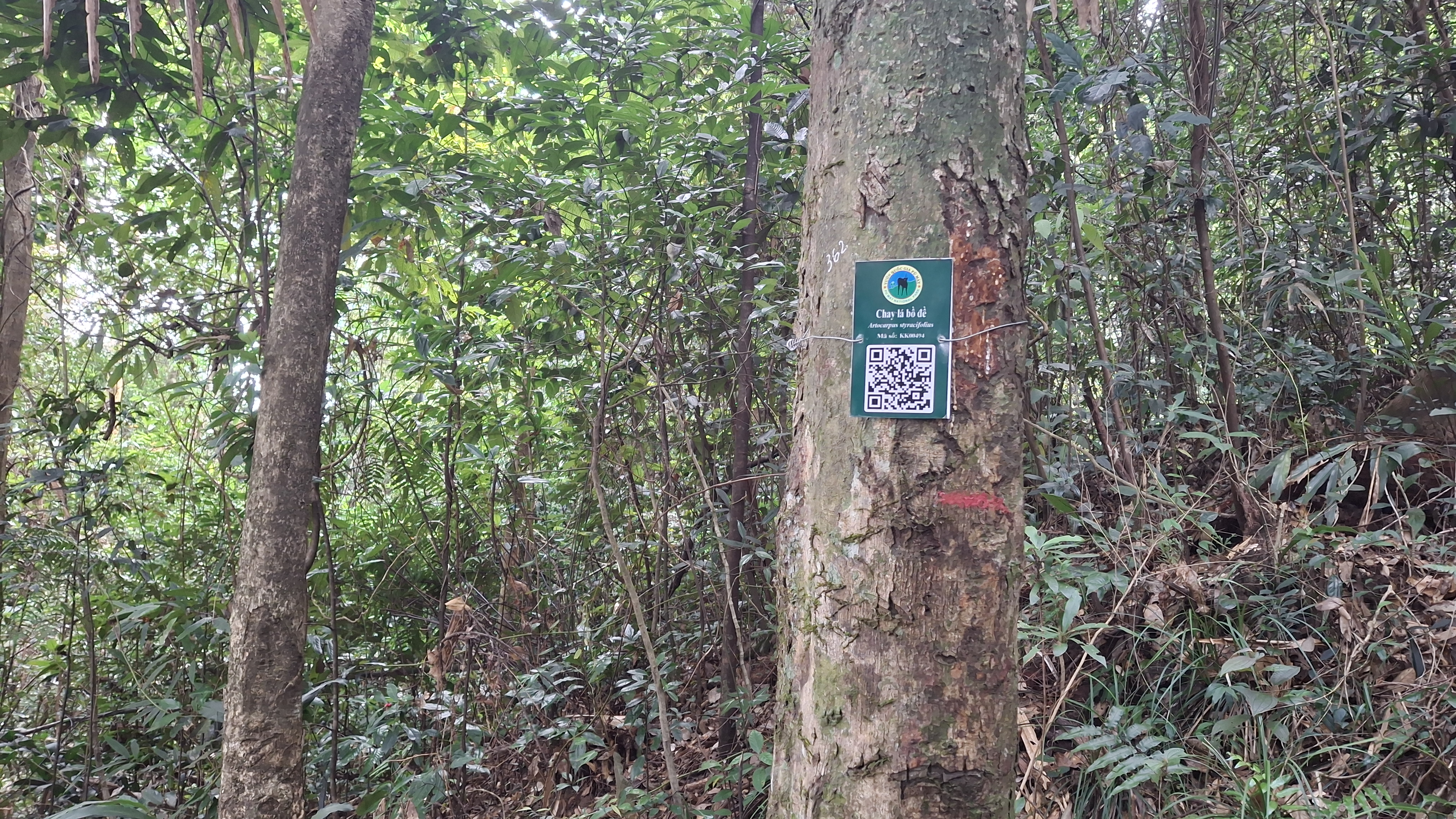 Chay lá bồ đề