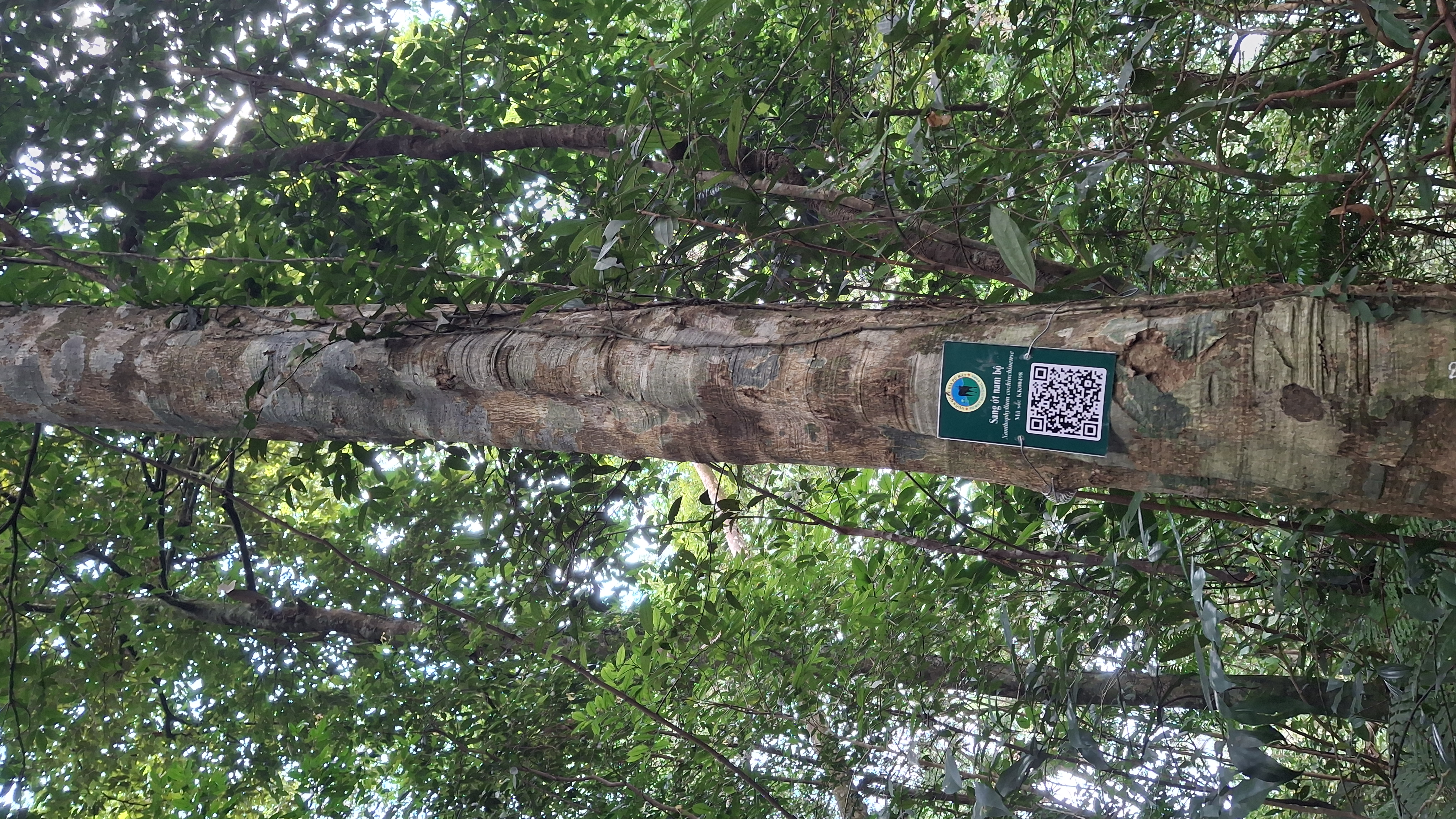 Sang ớt nam bộ