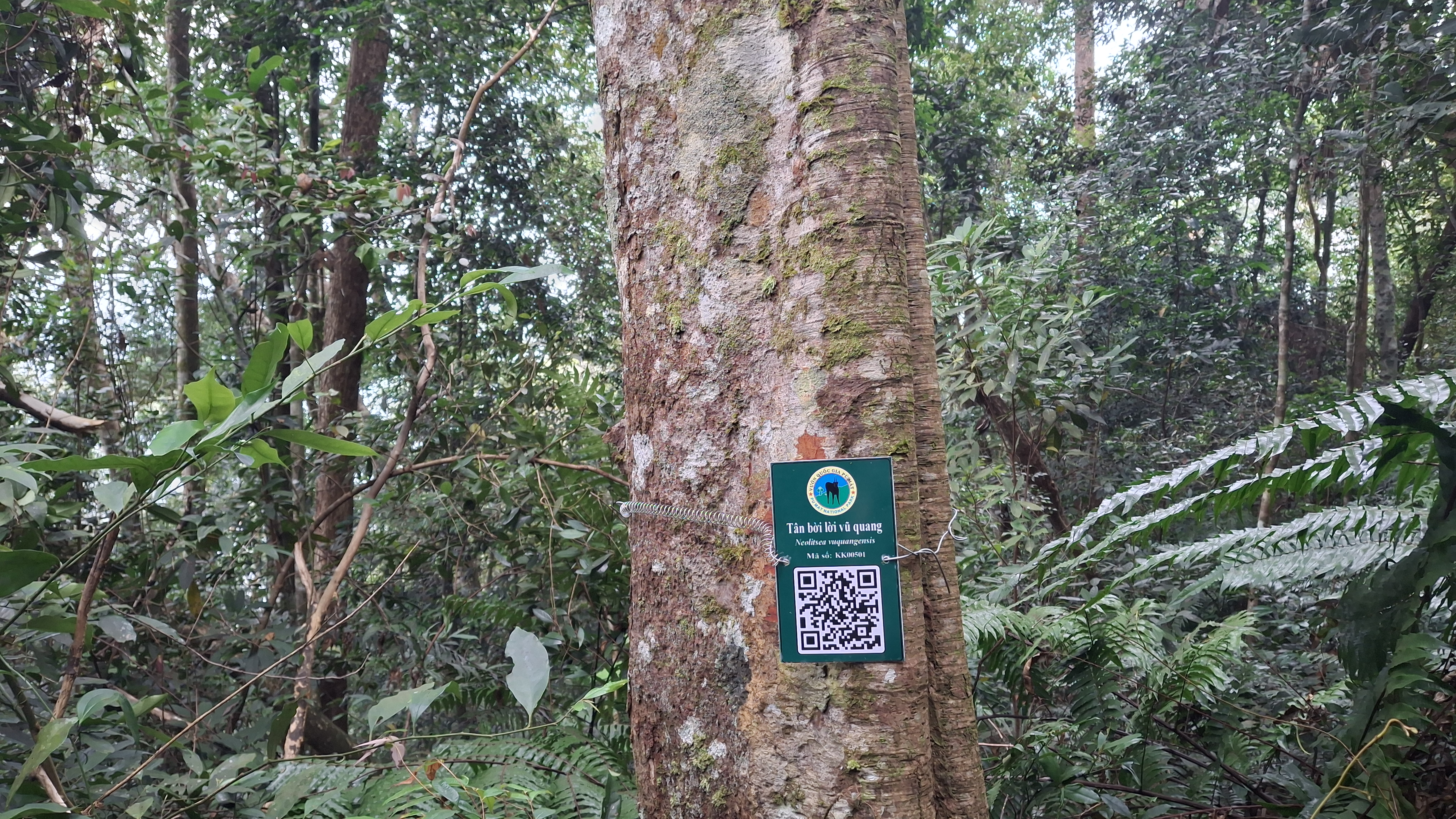 Tân bời lời vũ quang