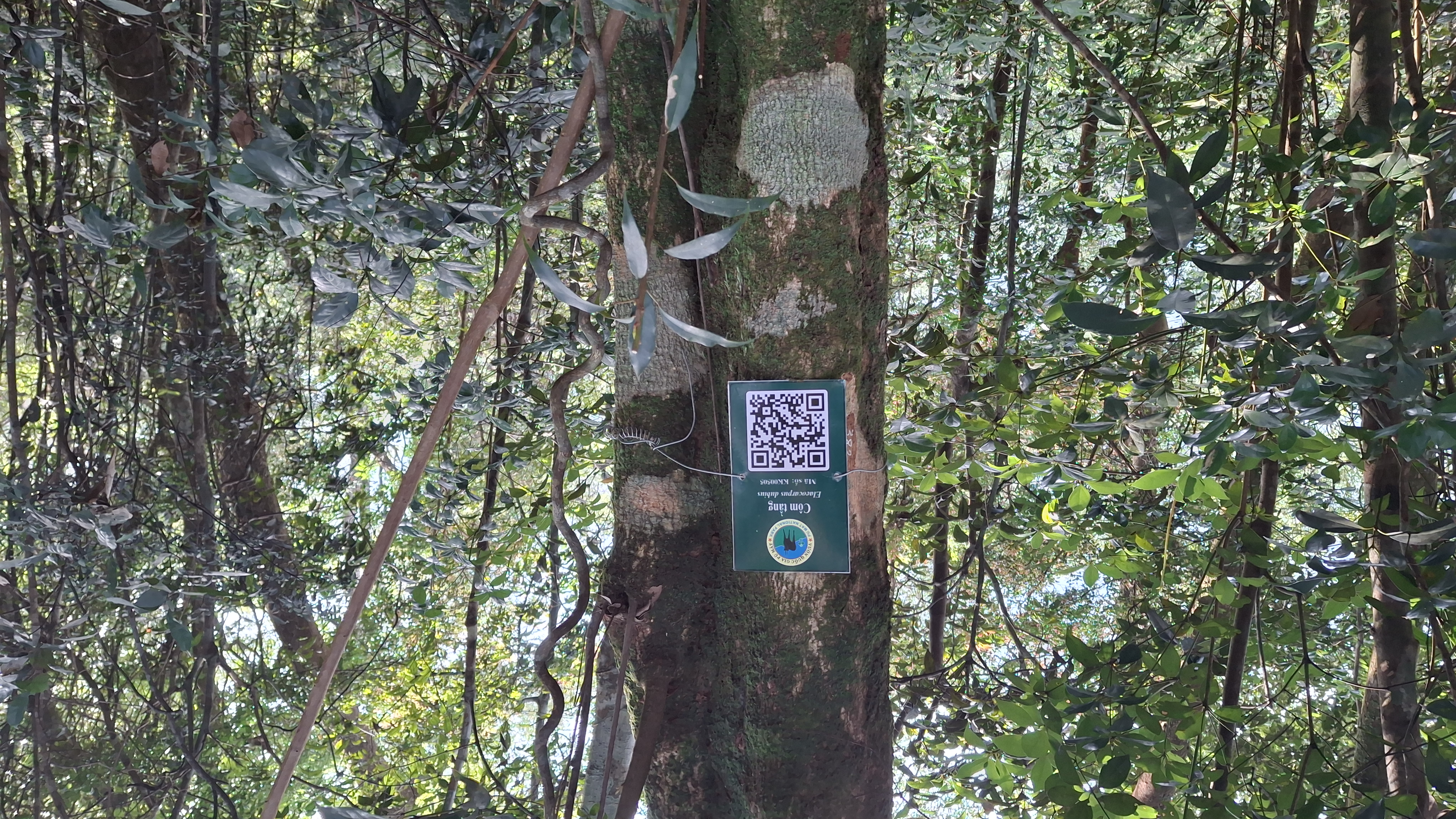Côm tầng