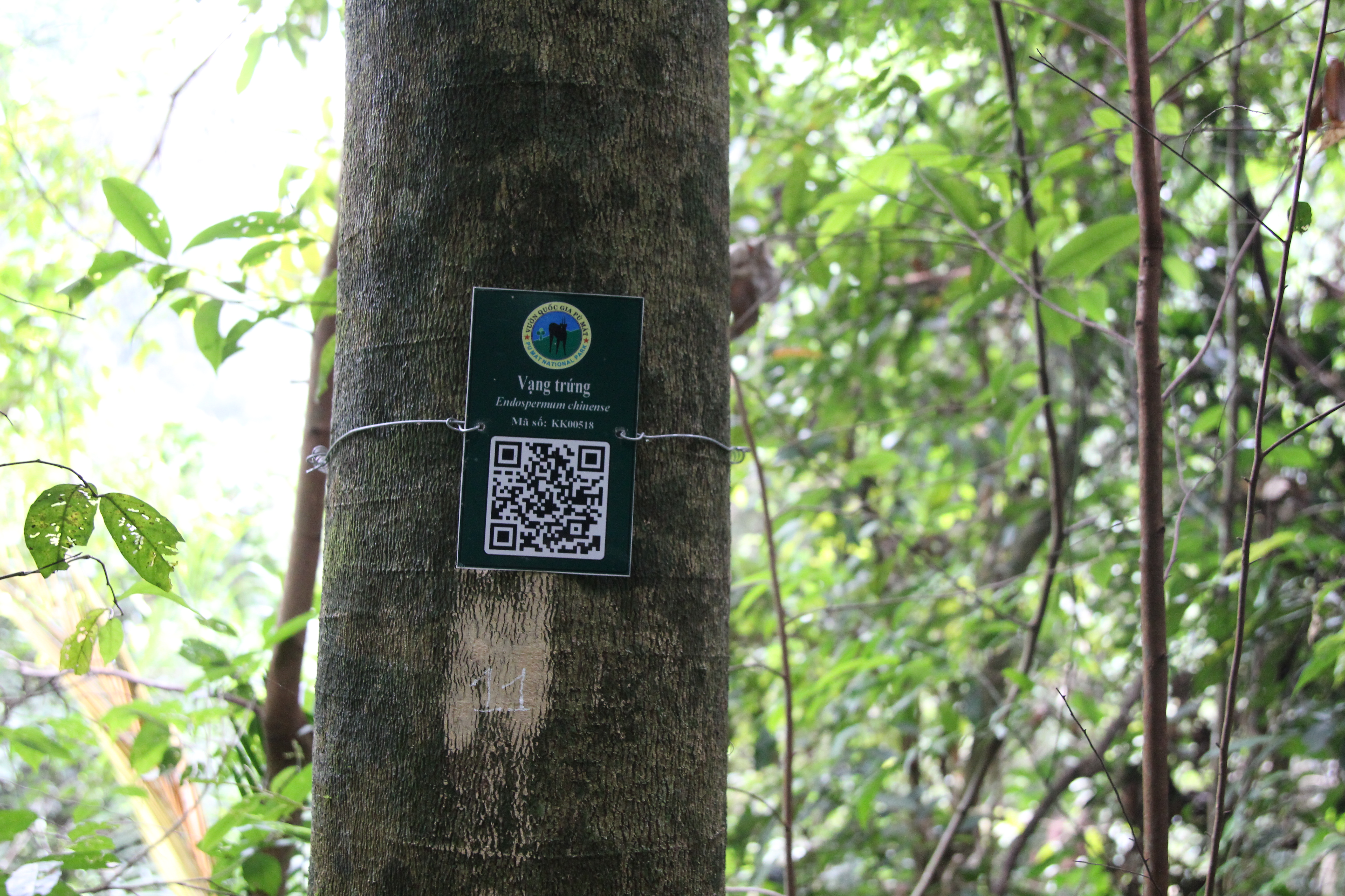 Vạng trứng