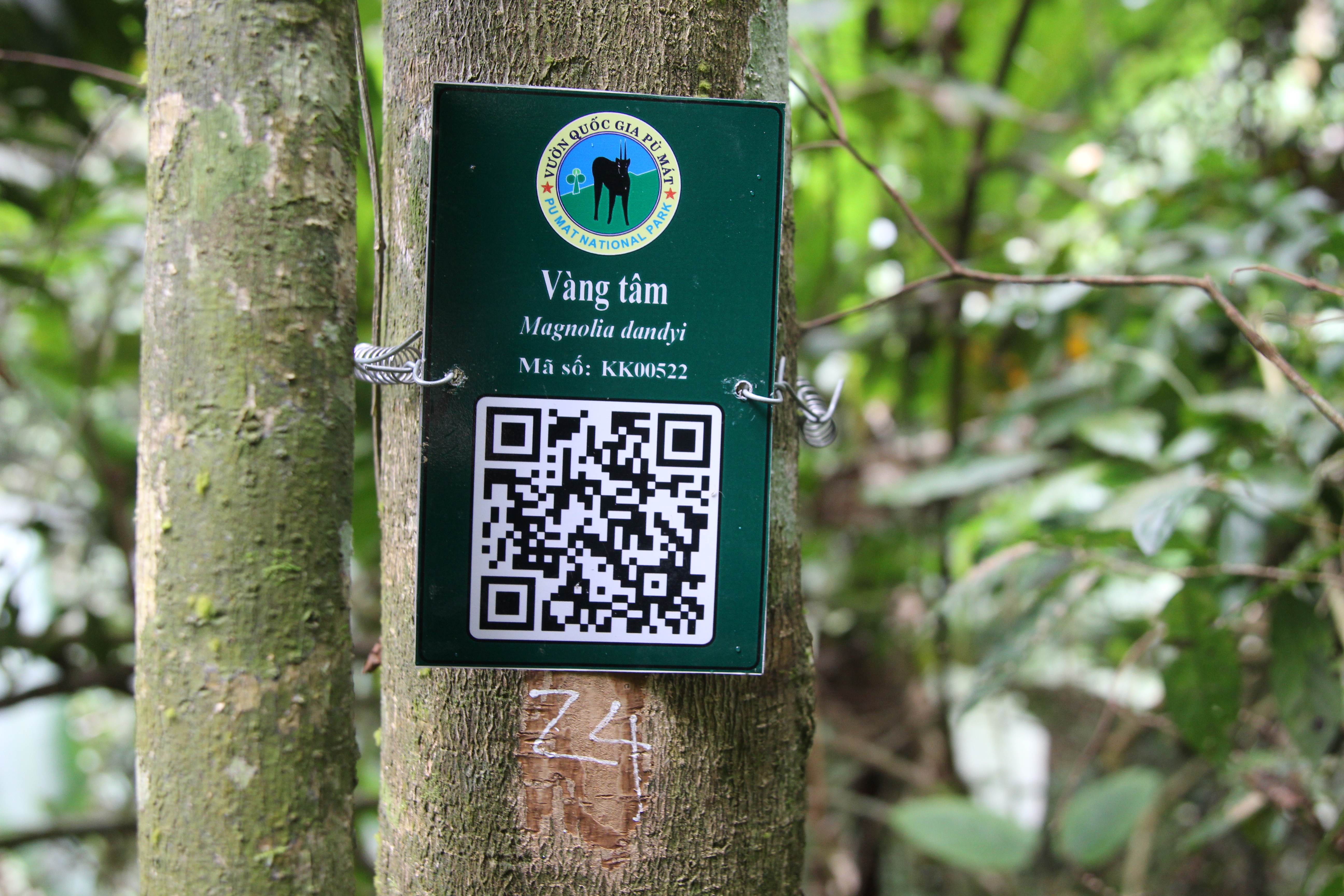 Vàng tâm