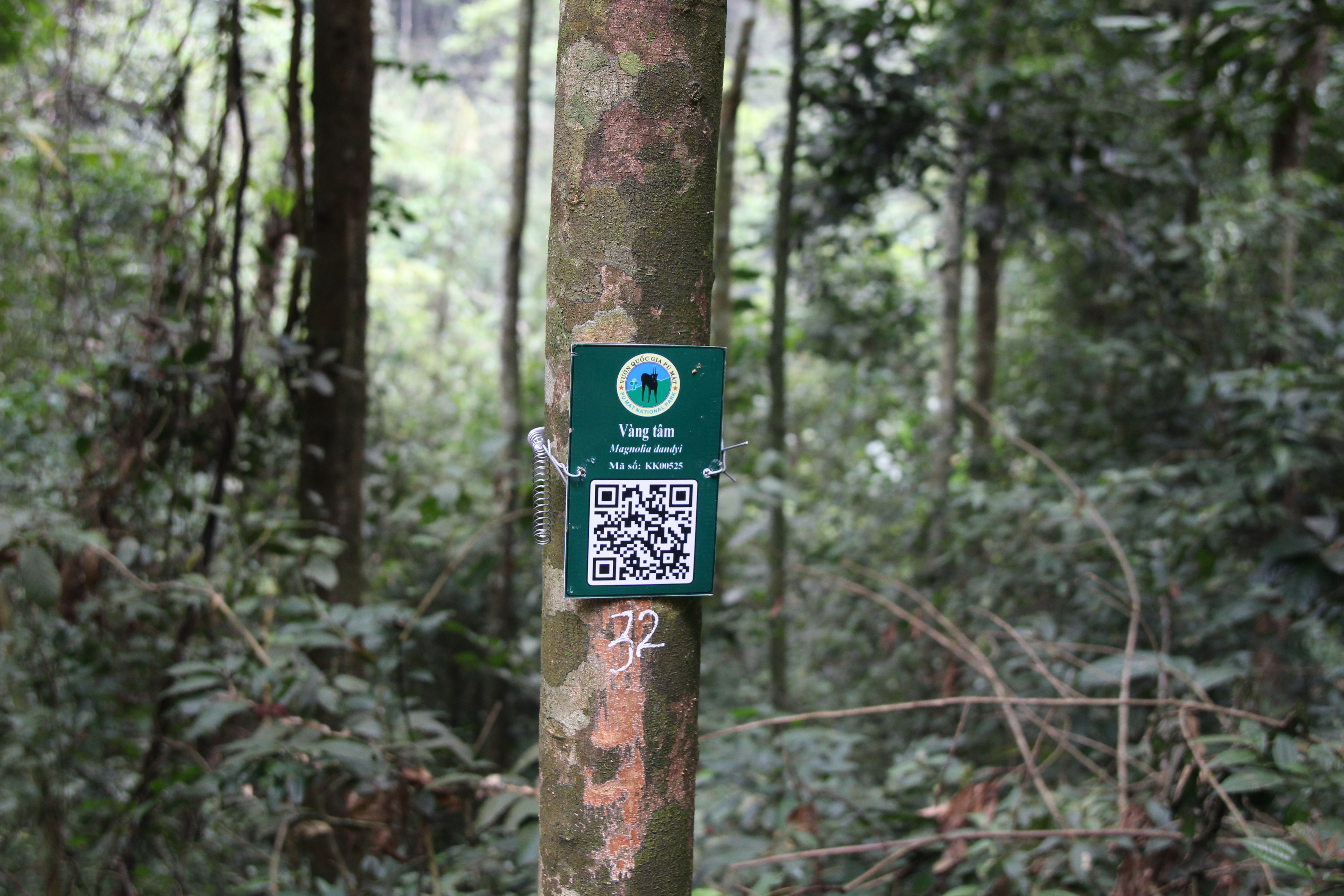Vàng tâm