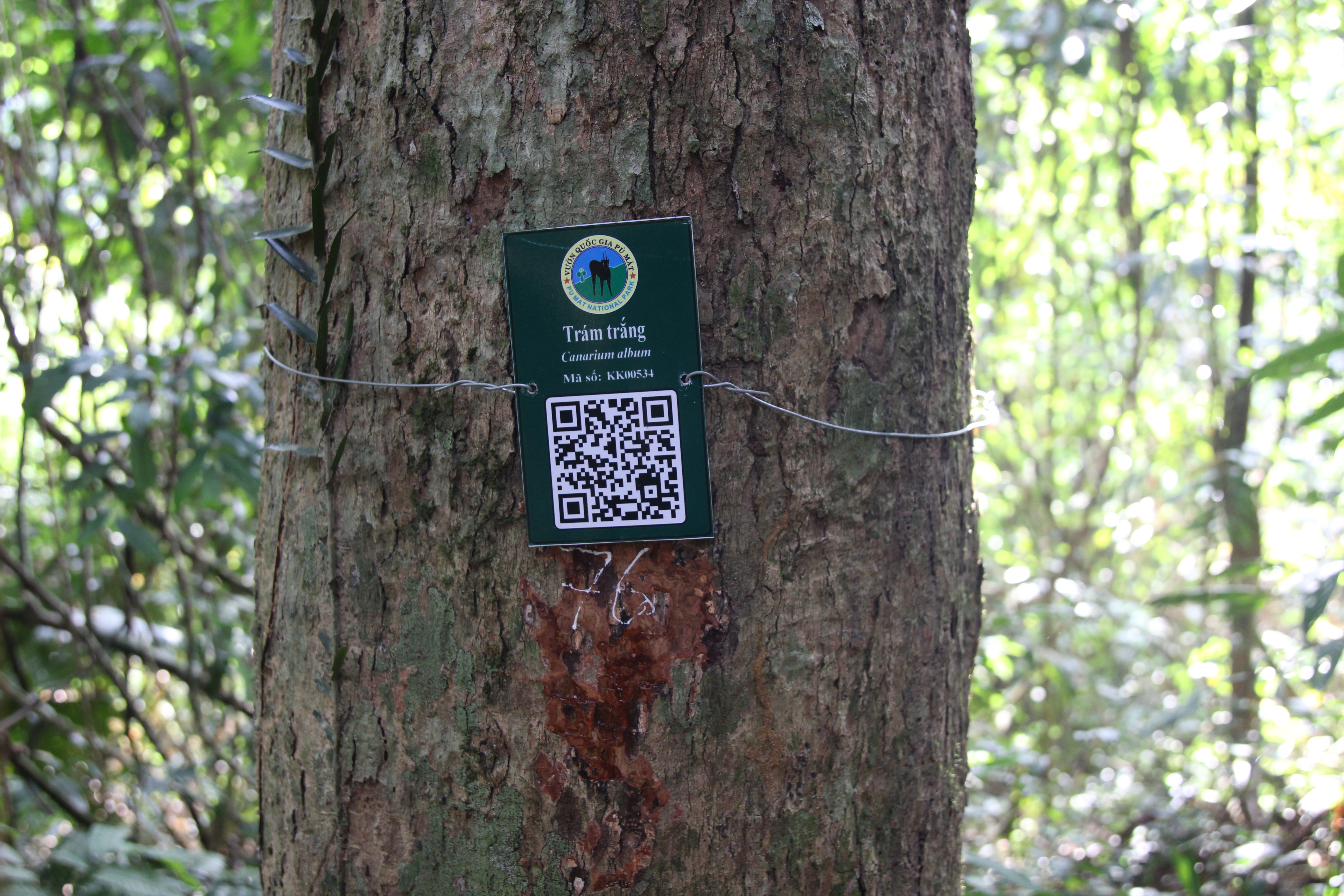 Trám trắng