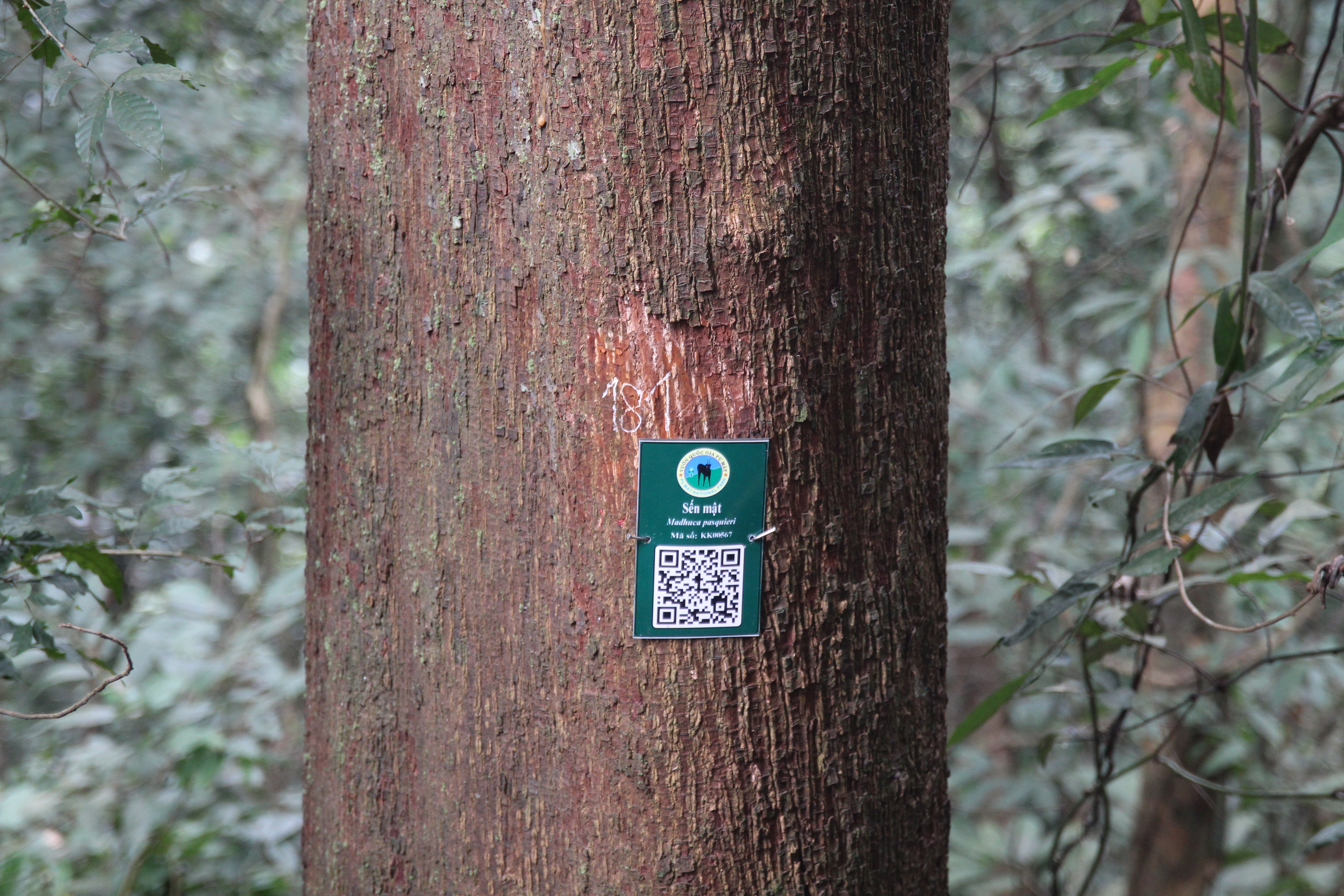 Sến mật